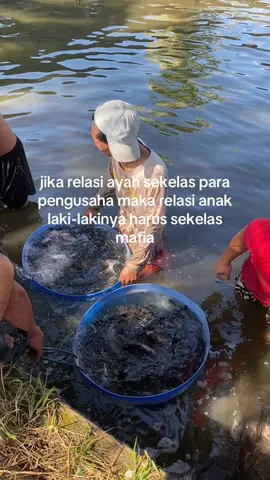 KADANG KIDDING #budidayabawal #ikanbawal #fyppppppppppppppppppppppp #fyp #foryou 