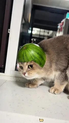 Cat Pranks😂#kittensoftiktok #catsoftiktok #usa🇺🇸 #cutecat #tiktok 