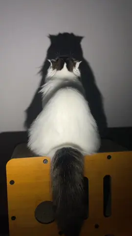 พี่เฟอร์บอก หนูจะเต้นแค่เพลงหมอรำเท่านั้นค่ะ 🤣 #ทาสแมว #เต้น #catdance #trending #foryou 