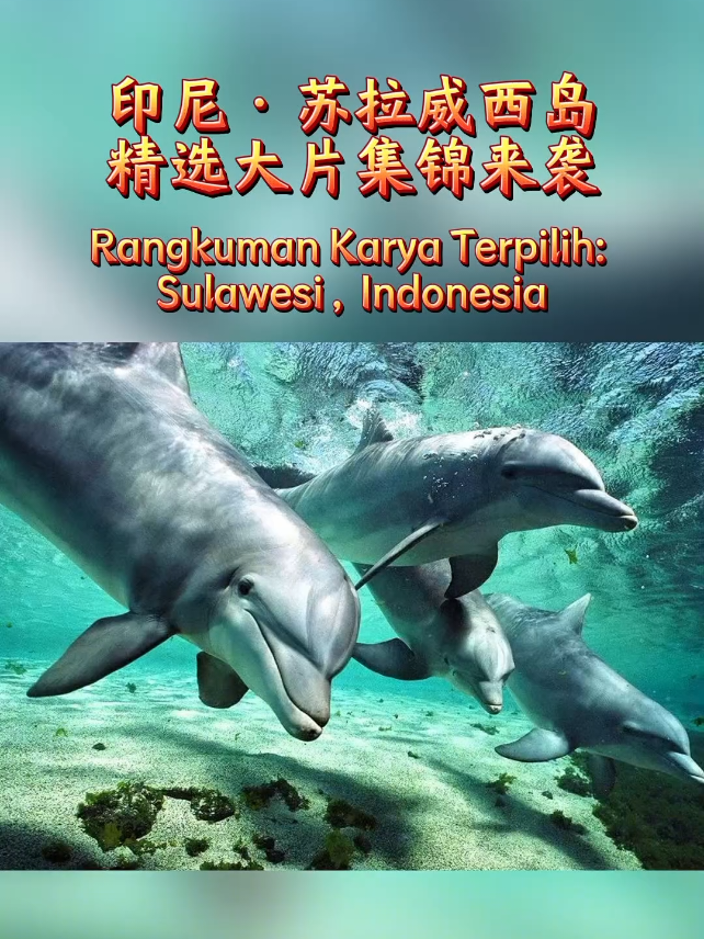 #印尼 #sulawesi #苏拉威西岛 精选大片集锦来袭 
 1. 标准通用版，这个版本最为通用流畅，使用“Koleksi Pilihan”体现精选，“Datang dengan Segera”表示即将来袭，适用性最广。Sorotan Koleksi Pilihan Sulawesi, Indonesia. Datang dengan Segera! 2. 社交媒体版 这个版本更具冲击力和口语化，使用“EAKSI!”和“Gak Sabar?”等网络热词，能有效吸引年轻受众的注意和互动。EAKSI! Kumpulan Foto Terkeren dari Sulawesi, Indonesia. Gak Sabar Nunggu? 3. 简洁文雅版 这个版本用词精炼且优雅，采用“Rangkuman”和“Karya Terpilih”等高级词汇，适合用于海报或宣传标语，提升品牌质感。Rangkuman Karya Terpilih: Sulawesi, Indonesia. #印尼签证办理 #印尼留学申请 