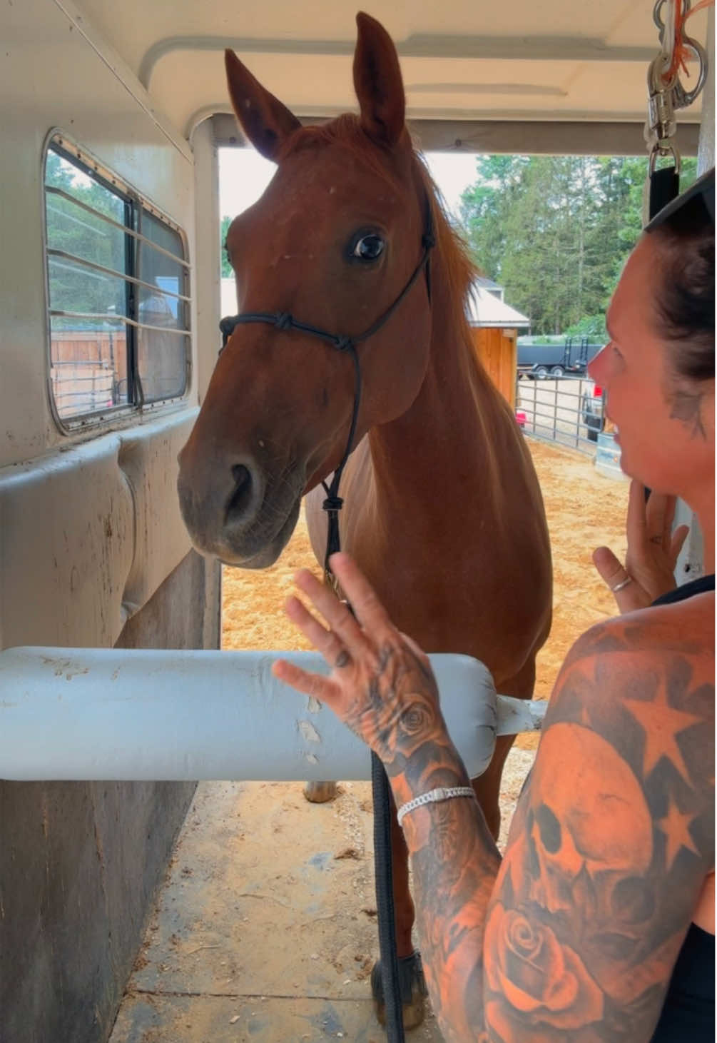 Beyond so happy and proud of Vegas! So willing to load on the trailer effortlessly!! From a 3 hour tug of war with her a few weeks ago to her walking on without bribing her with food and treats! After two lessons with a fabulous trainer she’s a totally different horse! We had to go back to the fundamental groundwork in lesson one and lesson two was time to get on the trailer! Now we work on our homework and continue working together! #horse #horsesoftiktok #horsetrailer #horsegirl #horsetraining 