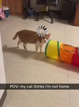 When your kitten thinks you're not home🤣🤣#kitten #kittensoftiktok #catsoftiktok #cat #fyp 