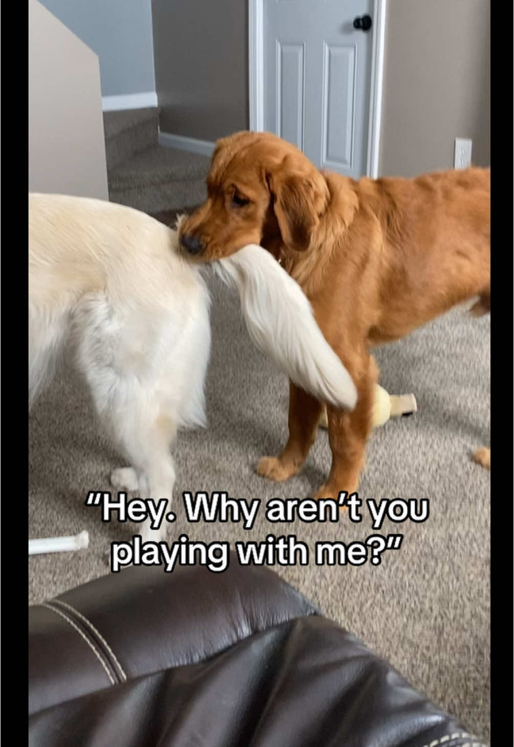 Sometimes I let the intrusive thoughts win 🥸 #fyp #goosesgoldenlife #dog #dogsoftiktok #goldenretriever #goldenretrieverlife #funny #pet 