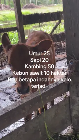 #sapiviral #katakata #fyp #sawitriau 