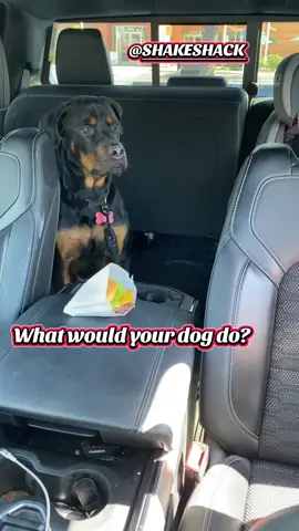 Told him not to touch it… came back and he failed the test 🤦‍♂️😂 What would your dog do?                  #bigdogsoftiktok #willpowerchallenge #rottweilersoftiktok #shakeshack #burger 