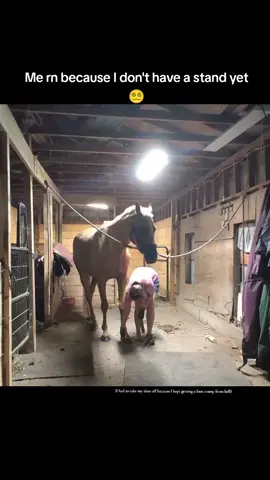 He is so good about his feet being done, Calavera was screaming his fool head off in the stall on the left and he just stood there 😂. #horse #lugosthepalomino #fyp #foryoupage #onlyhooves 