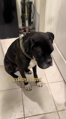 Pavlov at 6pm on the dot  #whitesockrocky #pavlov #hangry #boxersoftiktok 