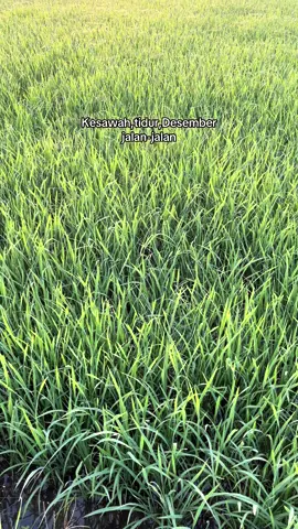 Versi anak petani😂#masukberandafyp #fypdong #anakpetani🌾 #fyp 