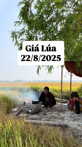 Giá lúa này thì nông dân chỉ có lỗ mà thôi #gialuagao #phucdongthap #phuclamnong 