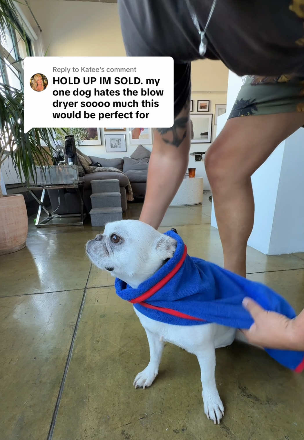 Replying to @Katee MUST HAVE for dog owners. #dogbathrobe #frenchie #puppybath #dogsoftiktok #cleandog 