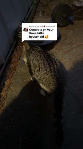 Replying to @Raquel 🍓 go buy a lottery ticket 😂 #catdistributionsystem #catmama #kittens #fyp #catsoftiktok