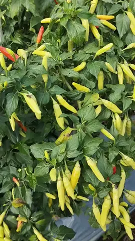 Cek Harga masing masing bolo 🌶️ #rawitori212 #petanicabe #petanipemula #petaniindonesia🇮🇩🇮🇩🇮🇩🌿🌿 #petanipemula💪💪💪 #fypgakni #petaniindonesia🇮🇩🇮🇩🇮🇩🌿🌿 #fypage 