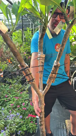 Grafted Plumerias!