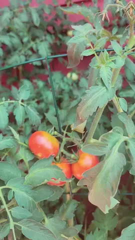 cosechando mis tomates #tomates 