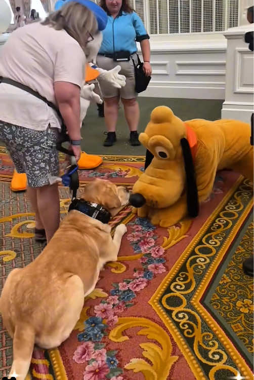 Dog meets favorite disney character 🐶💕 #dog #childre #lovedisney #disneylove #pluto #lovedogs #doglover #doglove #happy #disney#disneyland #disneyworld #cute #happy #doglove #puppy #foryou #fyp