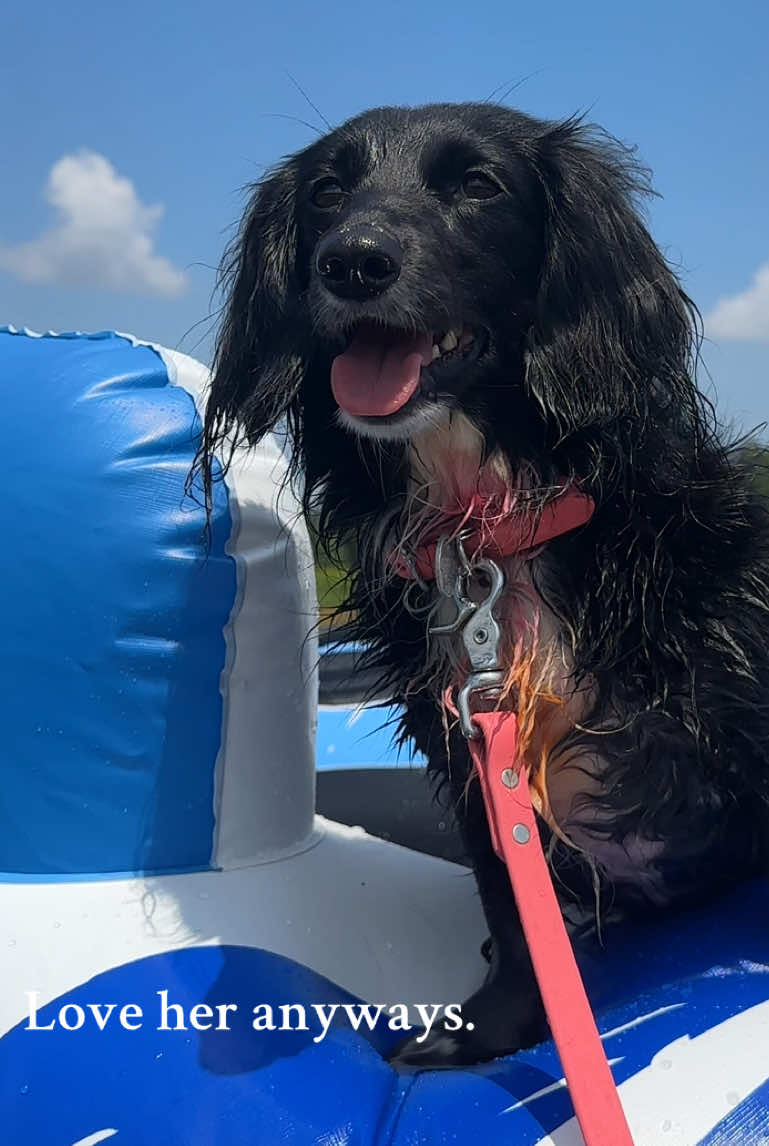 She may not be a perfect good girl, but she’s all mine. 🖤🤍🫶🏼 #fyp #lakedog #dachshund 
