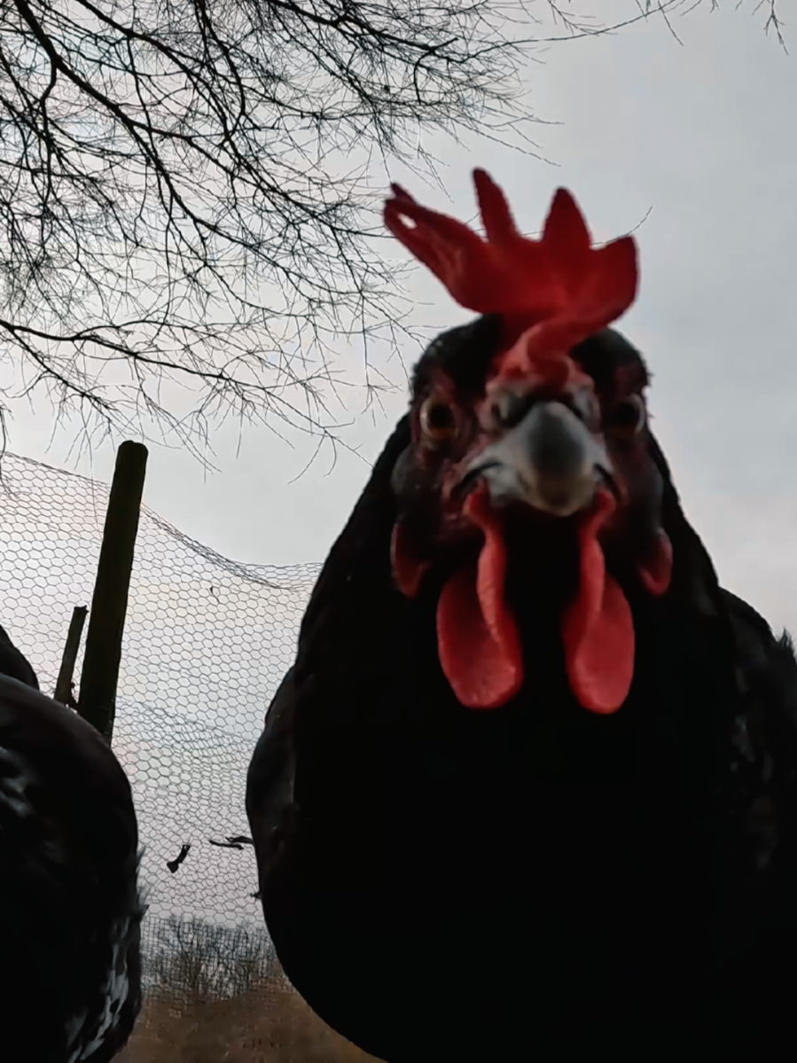 Bet you didnt know you needed to watch some chickens today, its pretty therapeutic 🤷🤣 #chickens #therapy #farmlife #chickensoftiktok 