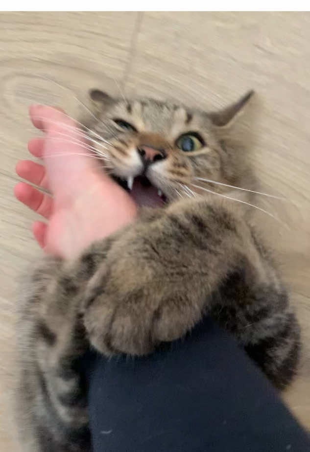 #cat #cats #funnyvideos #funnycat #kitty has got a temper🤪