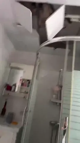 Bad cat.#funnyanimals #viral #usa🇺🇸 #catsoftiktok #foryou 