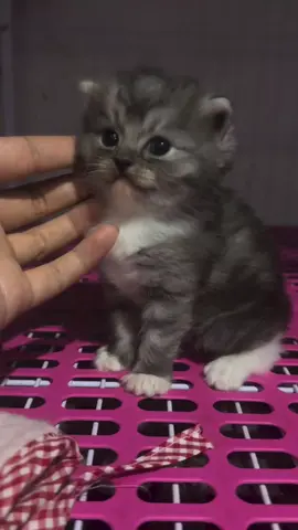 Cute 🥰 #cat #catbaby #catlover #kitten #cute 