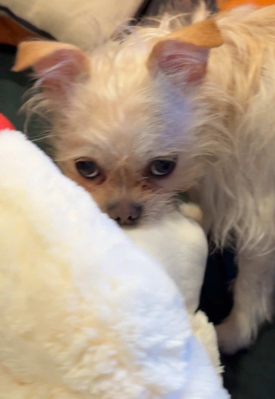 Got Crouton a giant version of her favorite toy #lambchop #adopteddog 