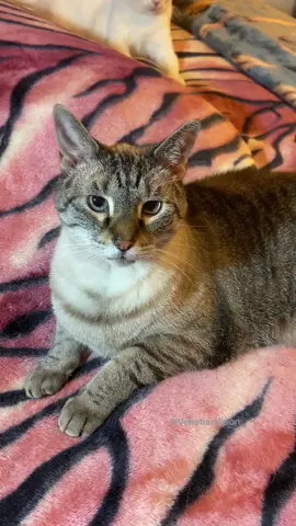 Respect the Dust Man… #cat #catsoftiktok #cattok #mean #cats