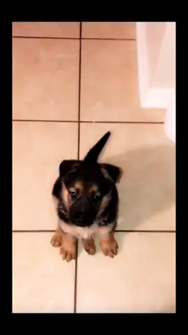 #animaladvocate #gsdoftiktok #germanshepherd 
