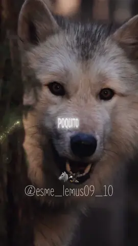 #frases #motivacional #lobo #aguila #🐺🦅 