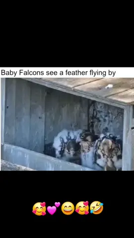 👌🥰🥰😄⭐️😄😄 LOVE IT!! Great Moment Captured!    #adorablebabybirds #babyfalcons #funnyandcute #amusing #featherentertainment  