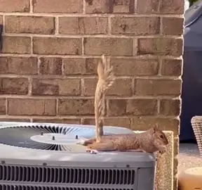 Cooling off 😂 #fypシ゚viral 