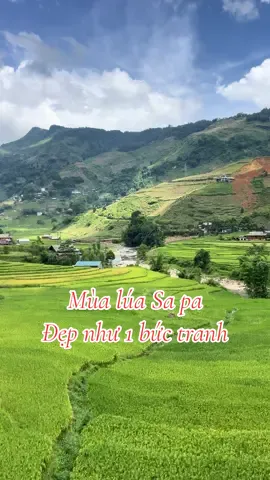 Tả van đẹp như một bức tranh vào mùa lúa chín. Được mệnh danh là 1 trong 10 ngôi làng đẹp nhất của Châu Á quả là không sai ạ #bantavansapa #sapa #dulichsapa #tuanxeomsapa 