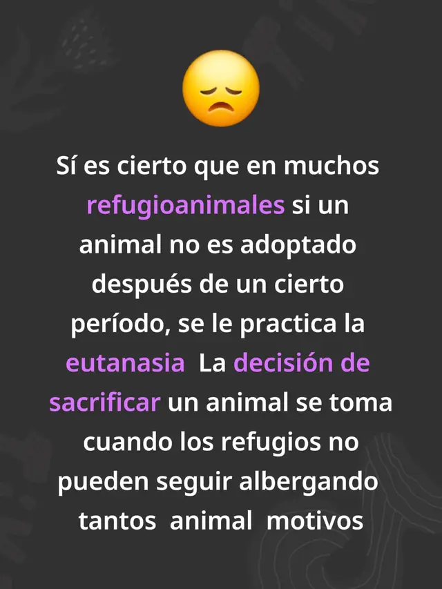 Sí, es cierto que en muchos refugios de animales, si un animal no es adoptado después de un cierto período, se le practica la eutanasia para evitar el hacinamiento y el sufrimiento. La decisión de sacrificar un animal se toma cuando los refugios no pueden seguir albergando tantos animales y el animal 