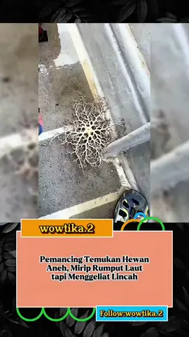 Basket Star adalah sejenis hewan laut yang termasuk dalam kelompok echinodermata, yang juga mencakup bintang laut, landak laut, dan teripang. Basket Star memiliki bentuk tubuh yang menyerupai bintang laut, tetapi lengan-lengannya jauh lebih panjang dan bercabang-cabang seperti ranting, memberikan penampilan yang mirip dengan keranjang atau jaring (basket). Hewan ini biasanya ditemukan di perairan laut dalam dan cenderung aktif pada malam hari. Mereka menggunakan lengan bercabang mereka untuk menangkap plankton dan partikel makanan lainnya yang melayang di air. Basket Star dapat menggulung dan mengembangkan lengan mereka, dan mereka bergerak dengan cara yang lambat dan hati-hati. Basket Star biasanya ditemukan di perairan laut dalam, terutama di daerah tropis dan subtropis. Lokasi spesifik di mana Basket Star dapat ditemukan meliputi berbagai wilayah lautan di seluruh dunia, termasuk Samudra Atlantik, Pasifik, dan Hindia. #hewan #info #information #fakta #fyp 