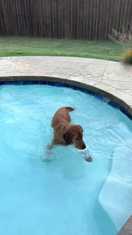 Penny LOVES the water🤍 #goldenretriever #dogsoftiktok #fyp #yzxcba #swimming 