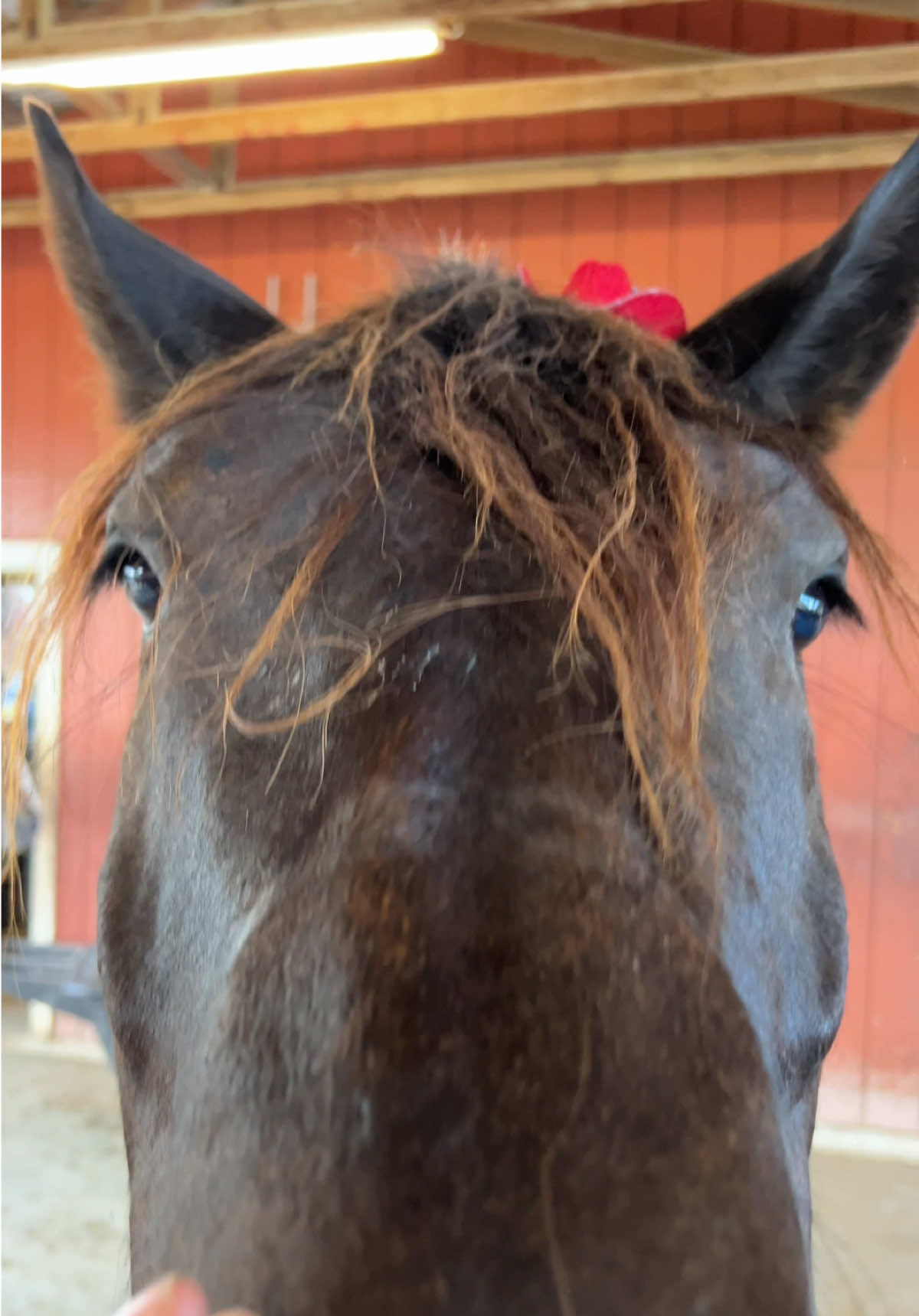 Little bitty HAT @Ashley Louise Jackson #westernhat #horse #horses #horsetok #fyp #westerninfluencer 