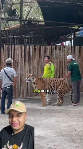Porque se ríe el tigre? #AprendeEnTikTok #felino #tigre 