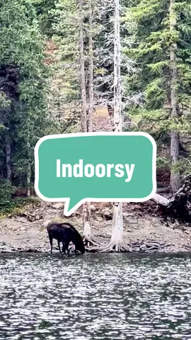 If there’s a moose, count me in. 🫎  #colorado  #wildlife  #moose #mirrorlake #gunnisonnationalforest 