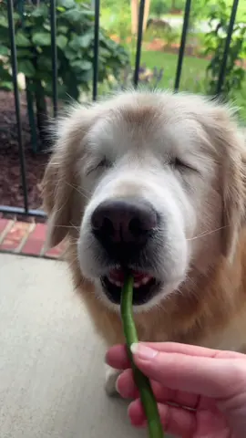 We heard Mason’s cronches are apparently unmatched so here’s just some of his green bean feast 🫛  #goldenretriever #blinddog #dogsoftiktok #blinddogsoftiktok #fyp 