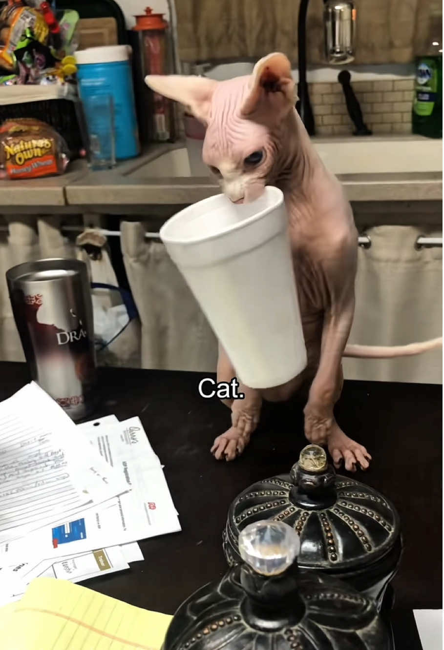 Cat.😺😺#cat #funnycat #catlover #funnyvideos #fyp 