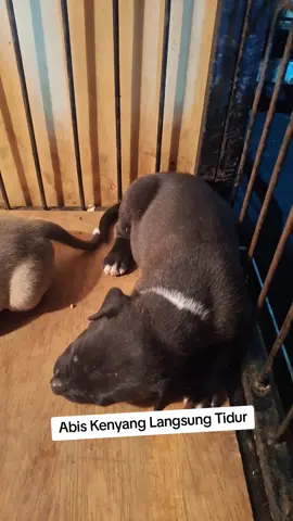 Abis Kenyang Langsung Tidur 