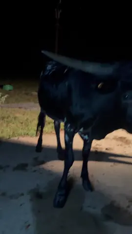 #bar_m_longhorns #longhorns #longhorncattle #cows #fronyard  