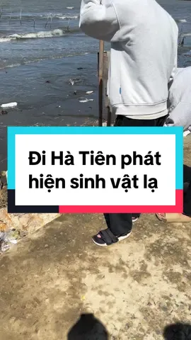 Đi Hà Tiên phát hiện sinh vật lạ @ChuChu_ @CHU TRẦN @Thanh_Phú #hatien #chieugardenhatien #chieugarden 