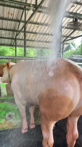 Kalian sudah mandi? #ndutfamilyfarm #qurban2026 #sapiqurbanbogor #sapimurah 