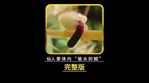 乾到冒煙的沙漠，巨型仙人掌又是如何取水的呢？ #紀錄片 #植物 #動物世界 #神奇的植物 #寄生