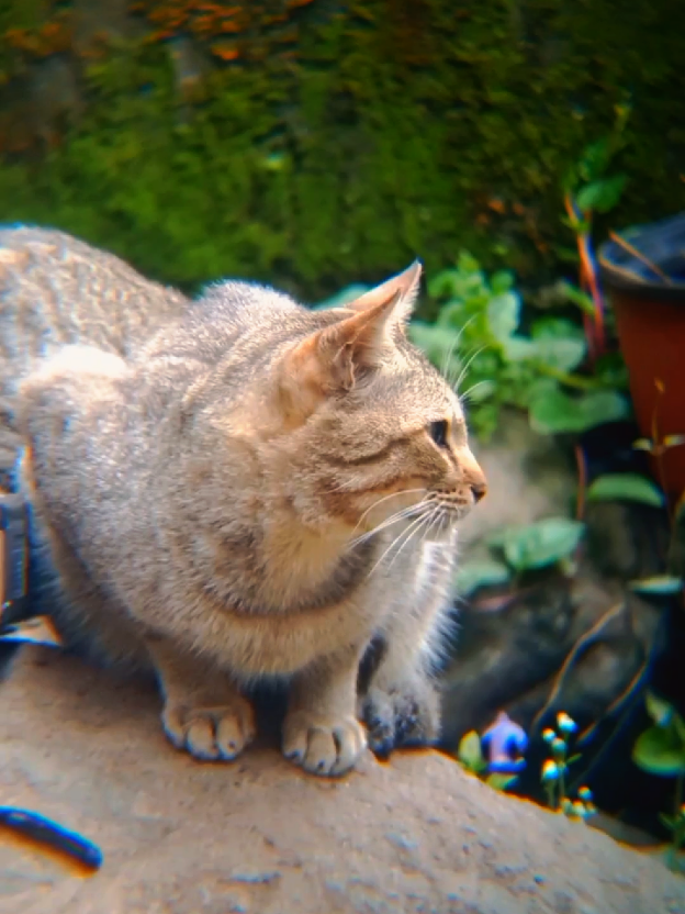 #cinematic #videography #apexel18xzoom #mobilelens #capcut 