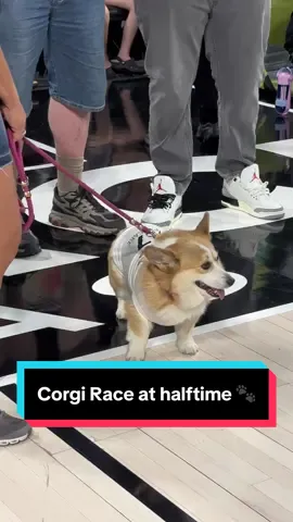 Corgi Race at halftime 🐾 Pancake — Megan Gustafson’s pup — hosted her first annual Corgi Race in Las Vegas 🐶✨ #corgi #race #WNBA 