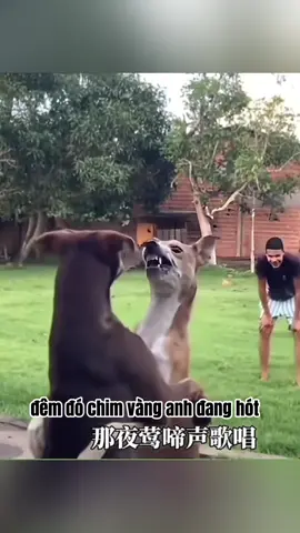 anh vàng tới đây 🤓#fyp #funny #haihuoc #viral #xuhuong 