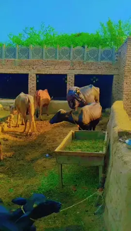 اوئے ہوئے واہ یا سرگود