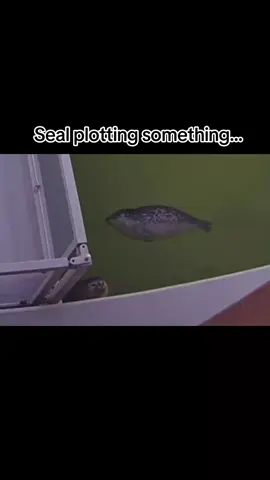 ouuuu scary.. (the seal above is just sleeping.) #seal #sillyseal #アザラシ #seals #sealtok 