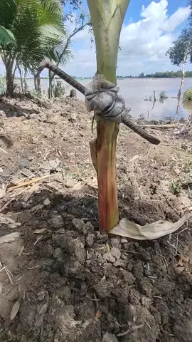 Cố gắng để thành công. Không thành công thì ra đường ở....